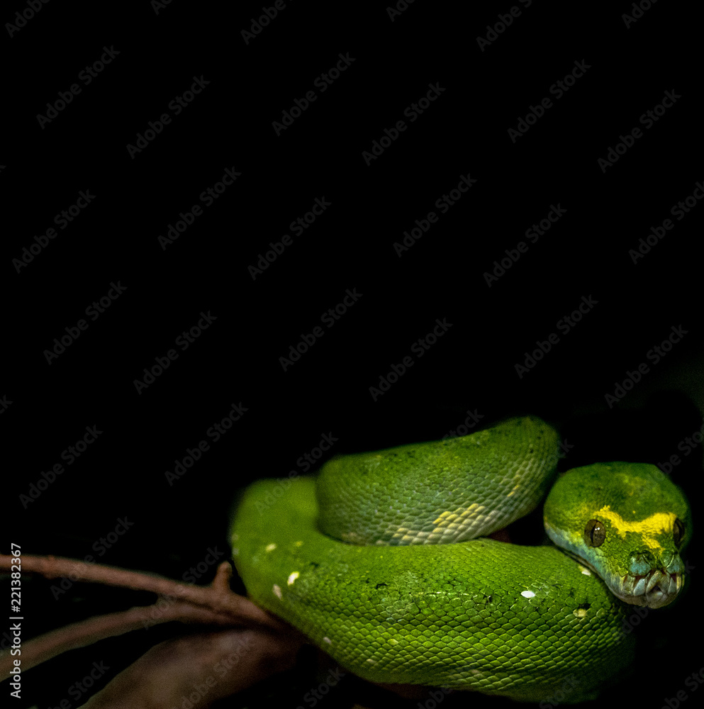 All Black Tree Python