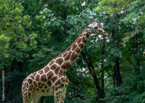 Orange and White Fur on an Adult Giraffe in Profile