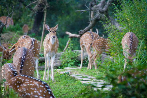 Group of deer © Kumod