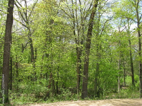 Spring forest image