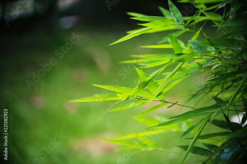 Green bamboo leaf closeup blur garden background