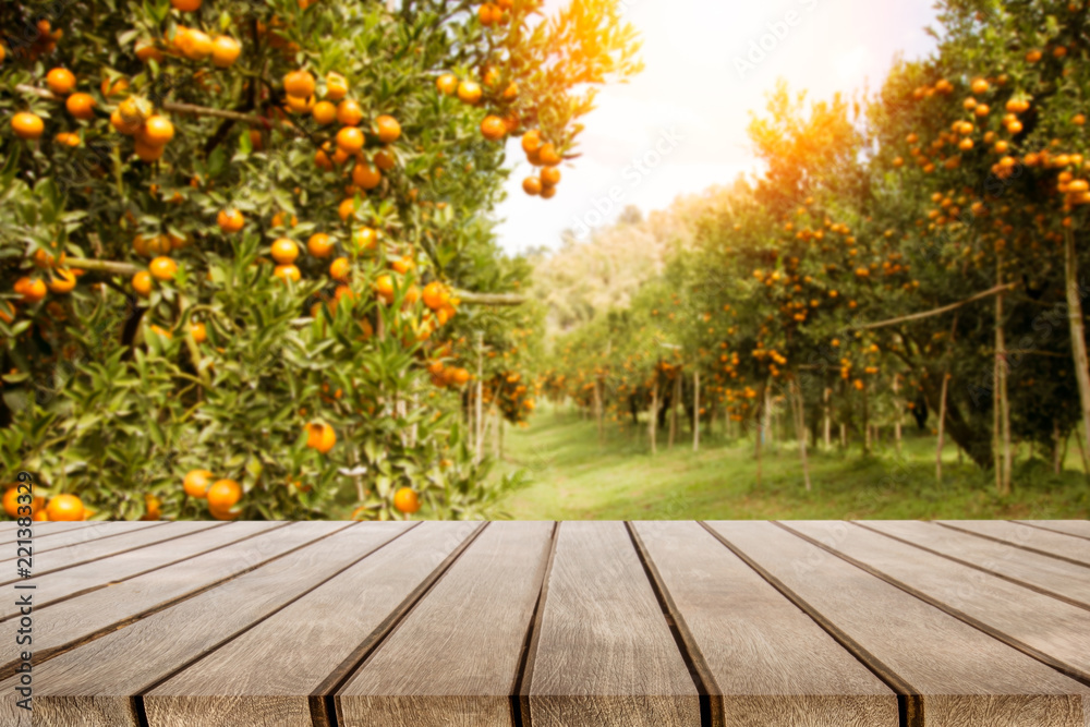 wooden table place and orange trees with fruits in sun light wooden table place and orange trees with fruits in sun light