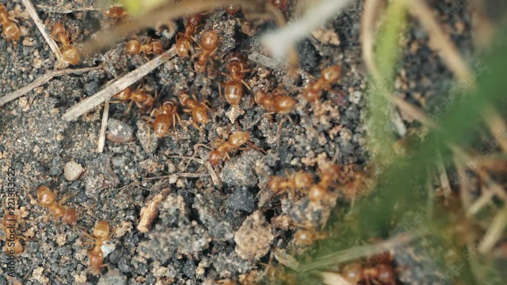 Close-up red fire ants. Macro shot. Close-up red fire ants. Macro shot.