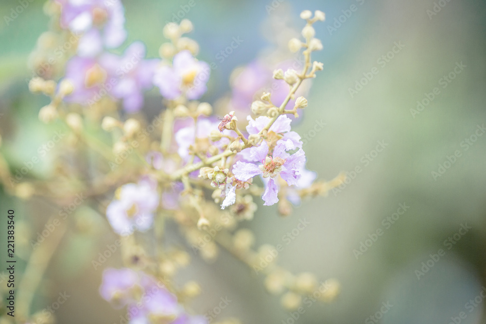 Closeup nature view of green leaf on greenery background in garden,Flowers are flowering Colorful (pink, green) is a natural beauty. Closeup nature view of green leaf on greenery background in garden,Flowers are flowering Colorful (pink, green) is a natural beauty.