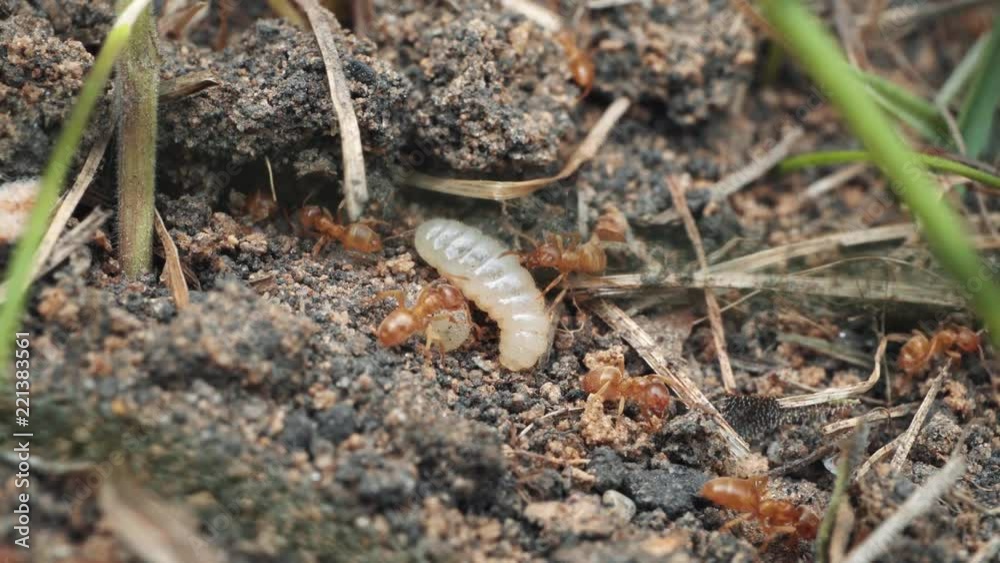 Swarming fire ants dragging larva bug into tunnel. Macro shot. Swarming fire ants dragging larva bug into tunnel. Macro shot.