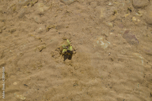 The little green plant growing in the dirty red soil in the bottom of the green river. 