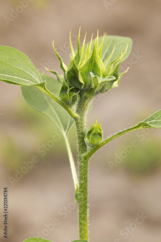 Fototapeta Naklejka Na Ścianę i Meble -  Green sunflower bud.