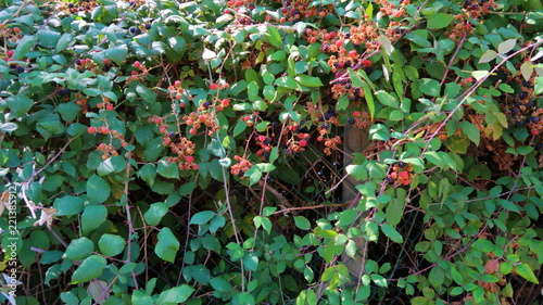 Zarzamora con moras maduras negras y rojas en septiembre en verano en España con hojas verdes y frutos silvestres del campo photo