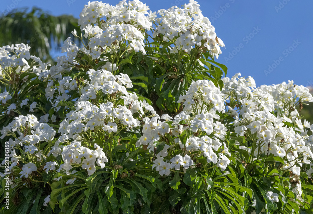 tree in bloom with white flowers tree in bloom with white flowers