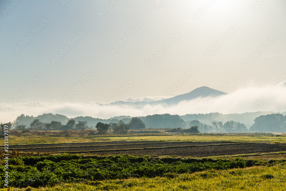 Fototapeta premium Beautiful forest landscape