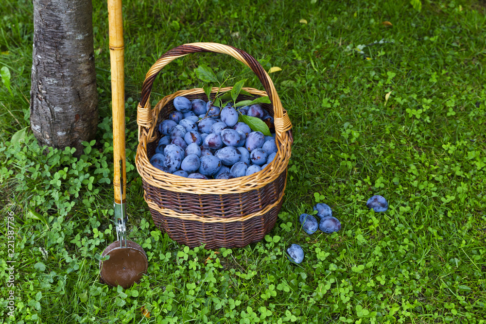 Freshly harvested delicious and juicy plums in a brown basket resting on the grass besides a plum tree and a wooden harvesting stick in an orchard