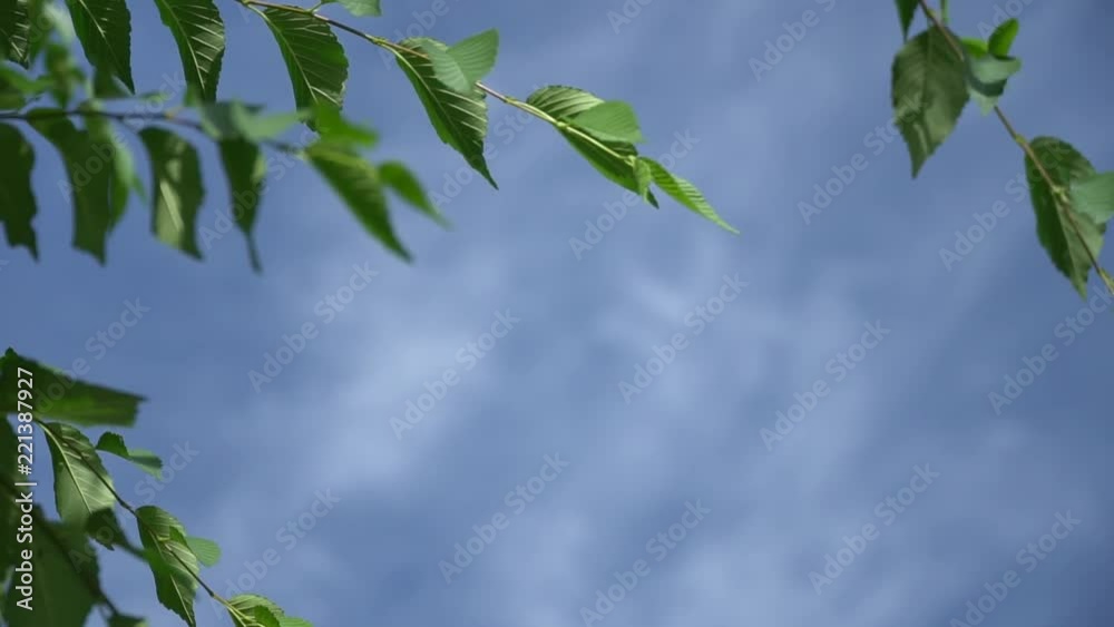 green leaves against the sky green leaves against the sky