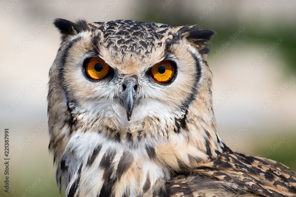 Spotted eagle owl. Bubo Africanus. Strigidae family. Spotted eagle owl. Bubo Africanus. Strigidae family.