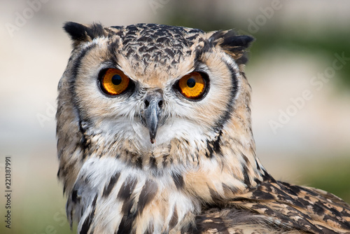 Spotted eagle owl. Bubo Africanus. Strigidae family. 