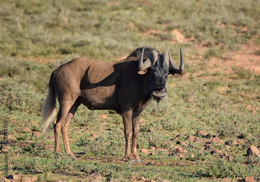 Black Wildebeest Black Wildebeest