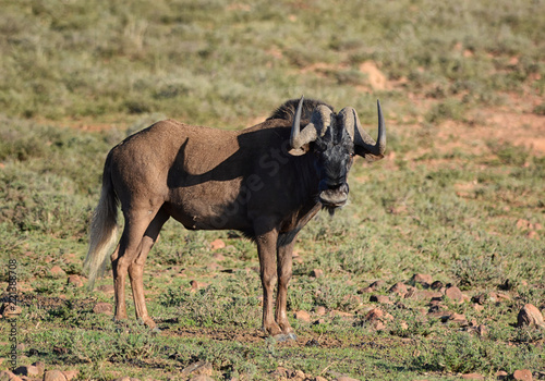Fototapeta Naklejka Na Ścianę i Meble -  Black Wildebeest