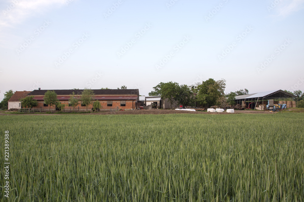 farm buildings. A rural road to a farm. A view of a farmhouse and fields