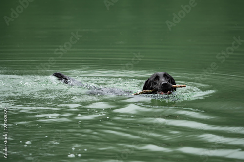 A black Labrador Retriever is swimming in the water