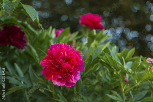 flowers of red garden peony selective focus. red peonies in summer garden. Beautiful garden of red peonies