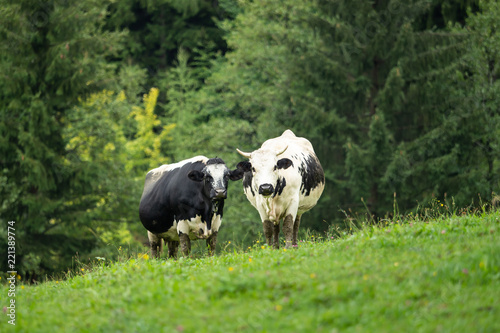 Two black and white cows are standing in the green pasture