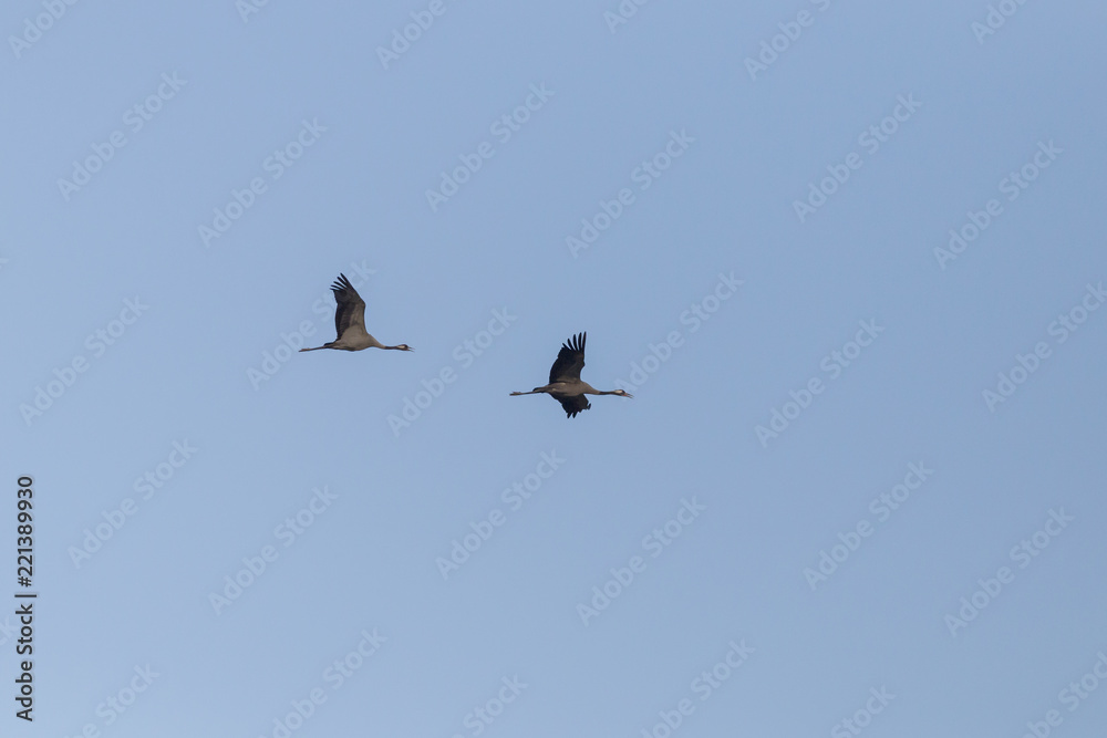 Common crane (Grus grus) in flight