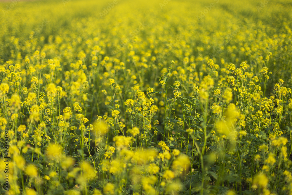 Closeup of a yellow budding and flowering Wild Mustard or Sinapis arvensis plant against a blurred field full of these yellow flowers.. Rural Meadow Covered with Yellow Flowers (Sinapis arvensis) Closeup of a yellow budding and flowering Wild Mustard or Sinapis arvensis plant against a blurred field full of these yellow flowers.. Rural Meadow Covered with Yellow Flowers (Sinapis arvensis)
