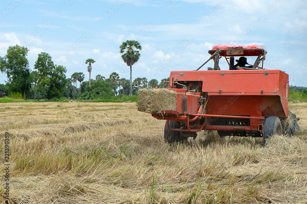 Fototapeta premium Rice straw machine with Dry rice straw to feed.