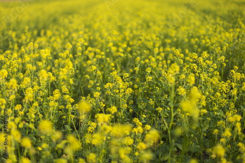 Closeup of a yellow budding and flowering Wild Mustard or Sinapis arvensis plant against a blurred field full of these yellow flowers.. Rural Meadow Covered with Yellow Flowers (Sinapis arvensis) © ihorhvozdetskiy