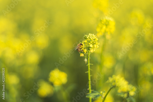 bee on flower Sinapis arvensis. Closeup bee eating nectar on the small yellow flowers of Sinapis Arvensis 