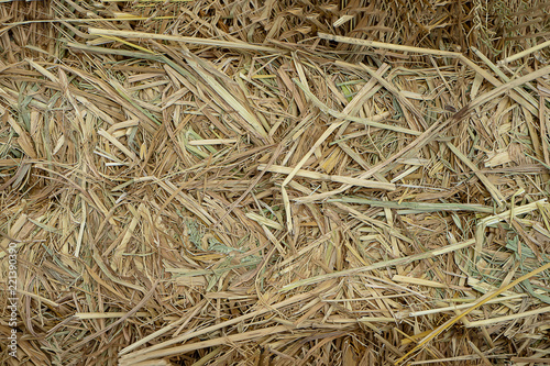 Dry rice straw to feed.