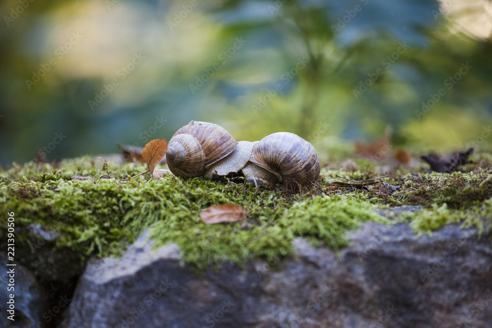 Helix pomatia (Roman snail, Burgundy snail, edible snail, escargot) is