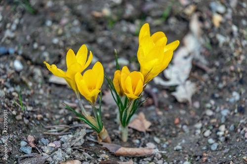Crocus flowers in the spring