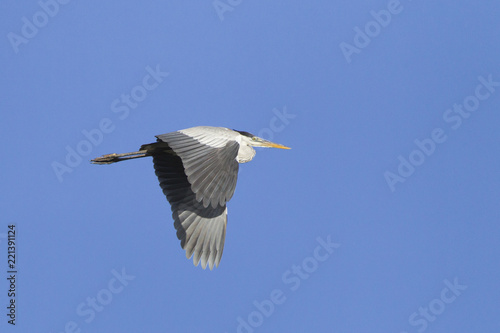 Grey heron flying in blue sky