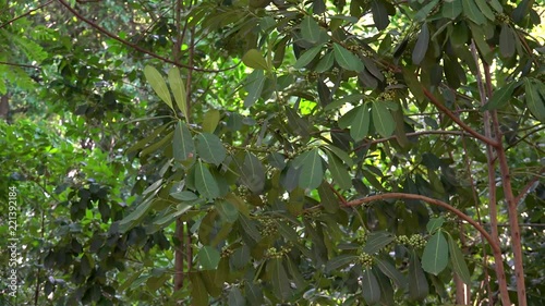 Yerba mate shrub (Llex paraguariensis). photo