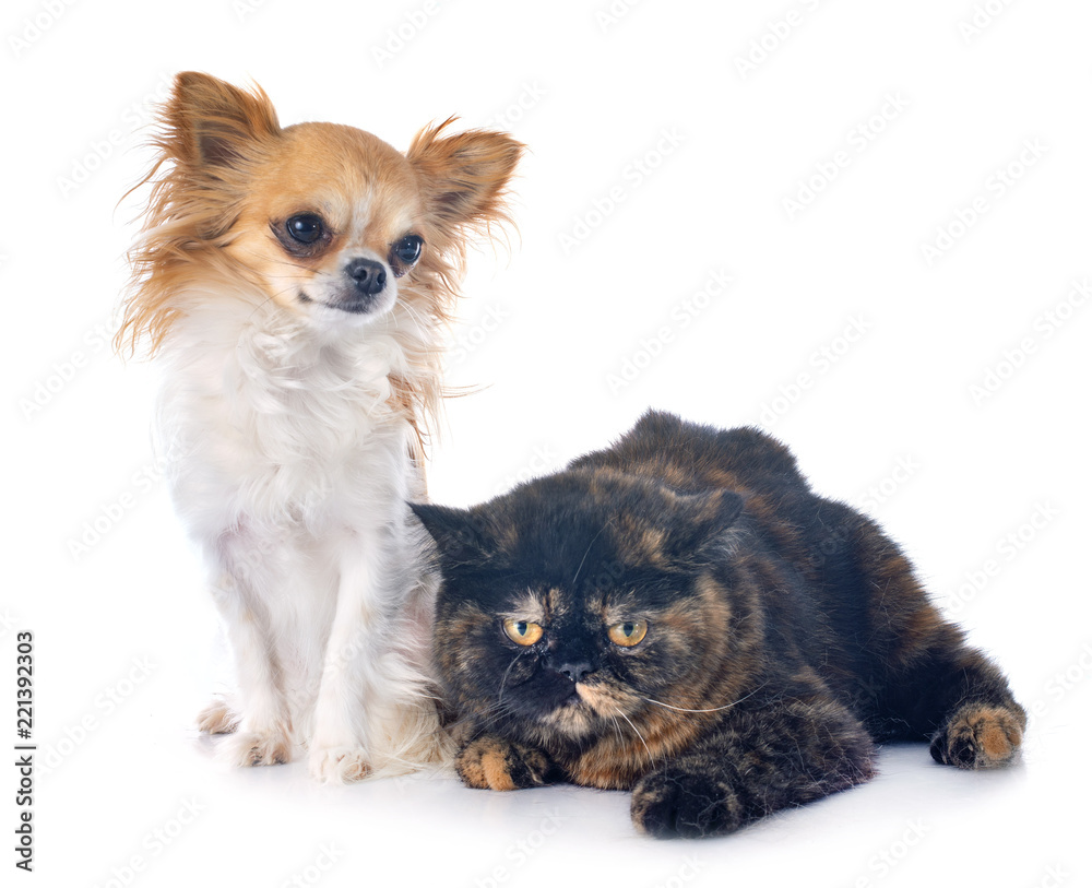 exotic shorthair cat and chihuahua exotic shorthair cat and chihuahua