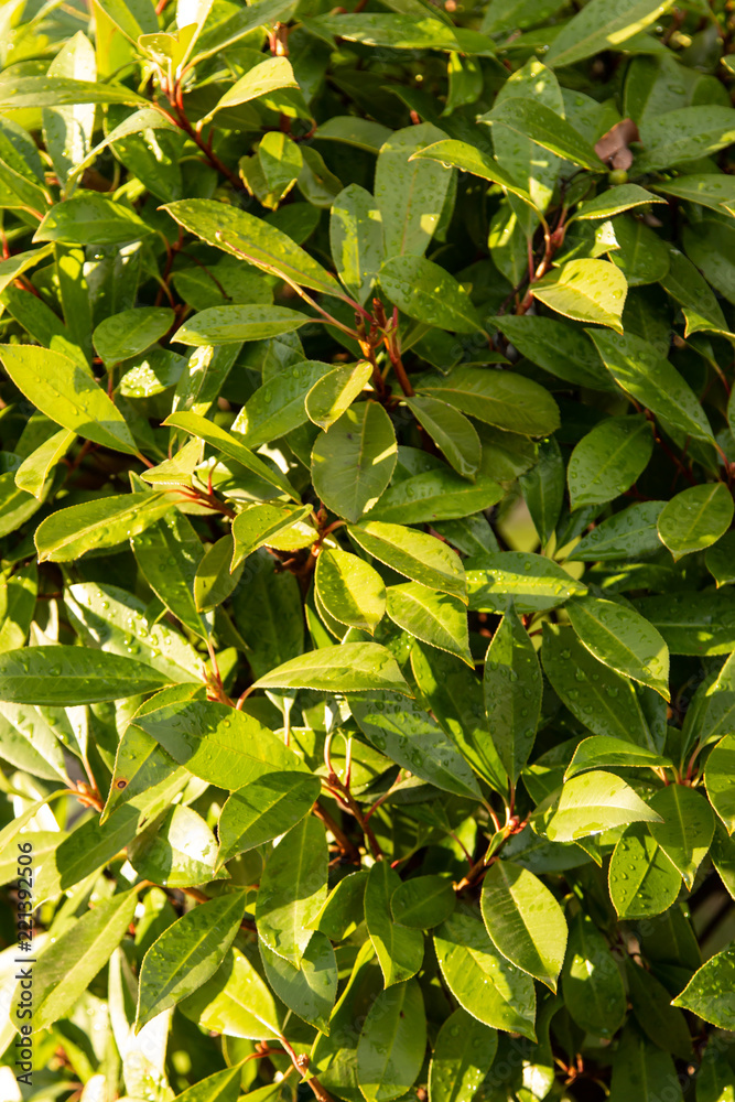leaves of a magnolia tree as a background