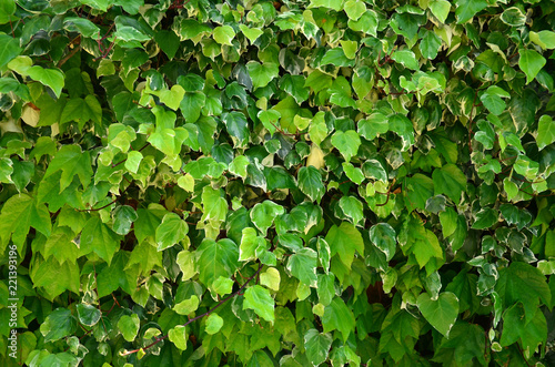 Backdrop of green leaves natural wall. Nature background/texture. 