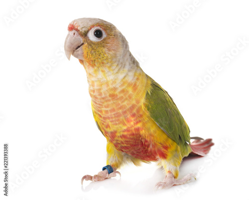 Green-cheeked parakeet in studio photo