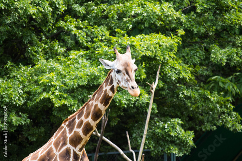 Photography giraffe in the zoo