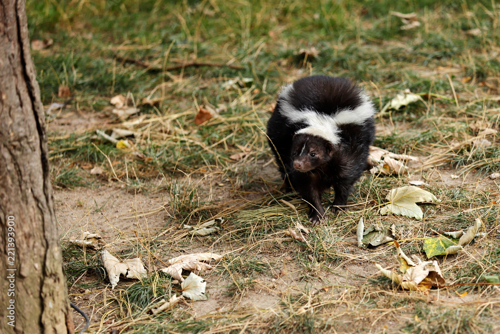 Full view of mephitidae is a family of mammals comprising the skunks and stink badgers