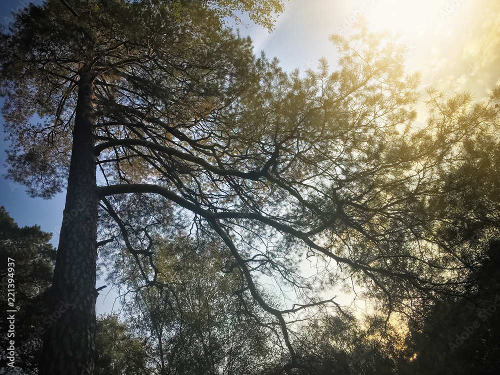 Beautiful pine branches with large, beautiful forest landscape at sunset image with retro toning