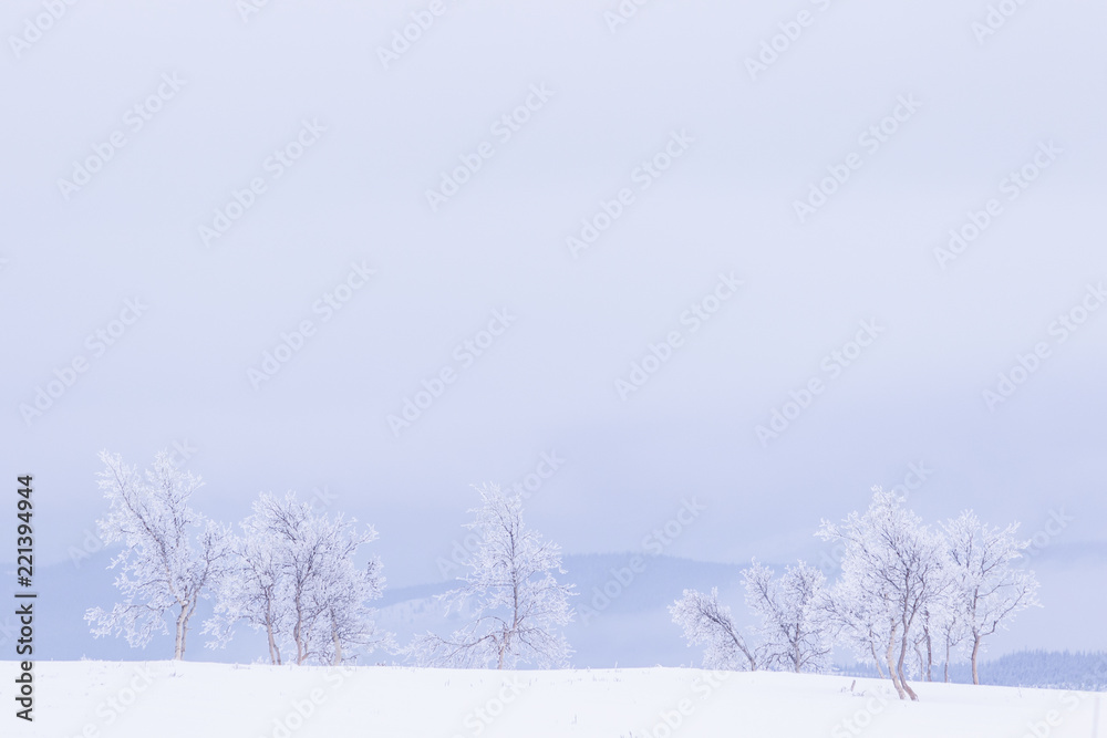 Snow and frost covered trees in a white landscape in Norway Snow and frost covered trees in a white landscape in Norway