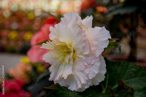 White and pink begonia