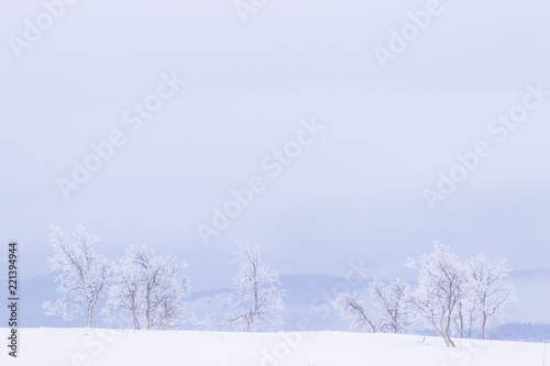 Snow and frost covered trees in a white landscape in Norway