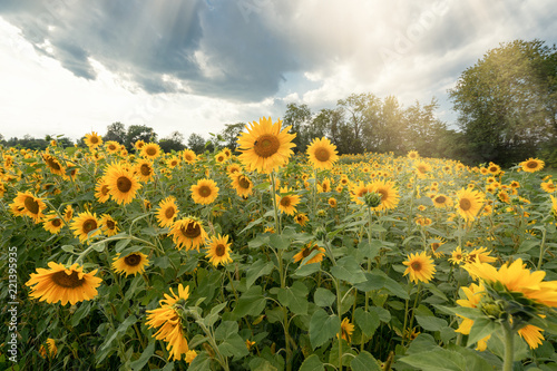 Fototapeta Naklejka Na Ścianę i Meble -  Sonnenblumenfeld mit Sonnenstrahlen