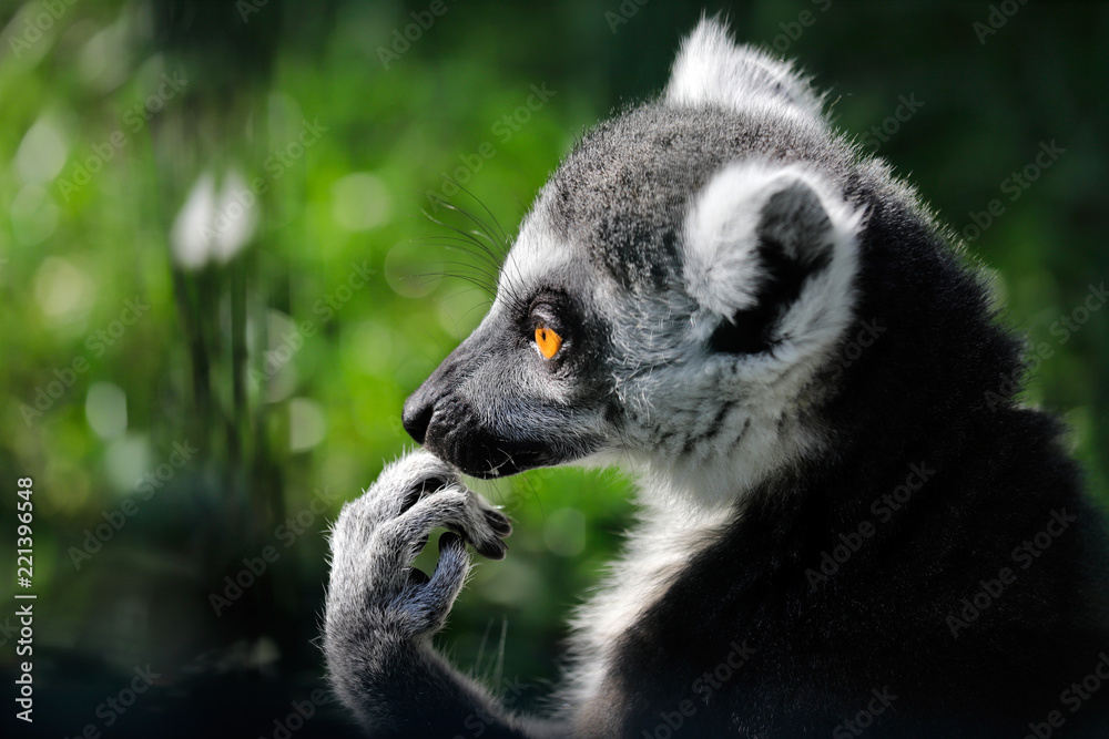 Obraz premium Portrait of ring-tailed lemur (catta) on the green background