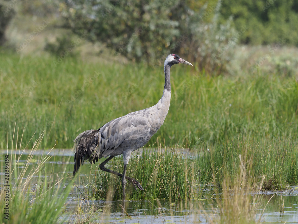 Obraz premium Common crane, Grus grus