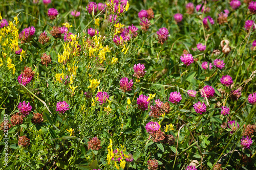 Wildflowers in the steppe Clover