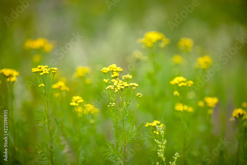 Wildflowers in the steppe