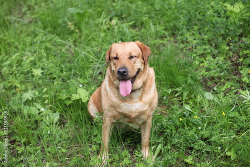 Labrador